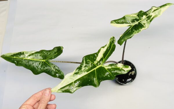 7217 Alocasia sarian variegated