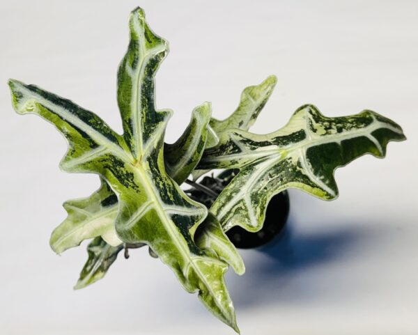 Alocasia sanderiana nobilis variegated