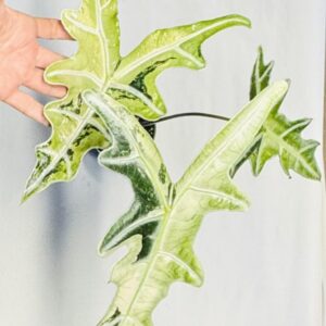 8252 Alocasia sanderiana nobilis variegated