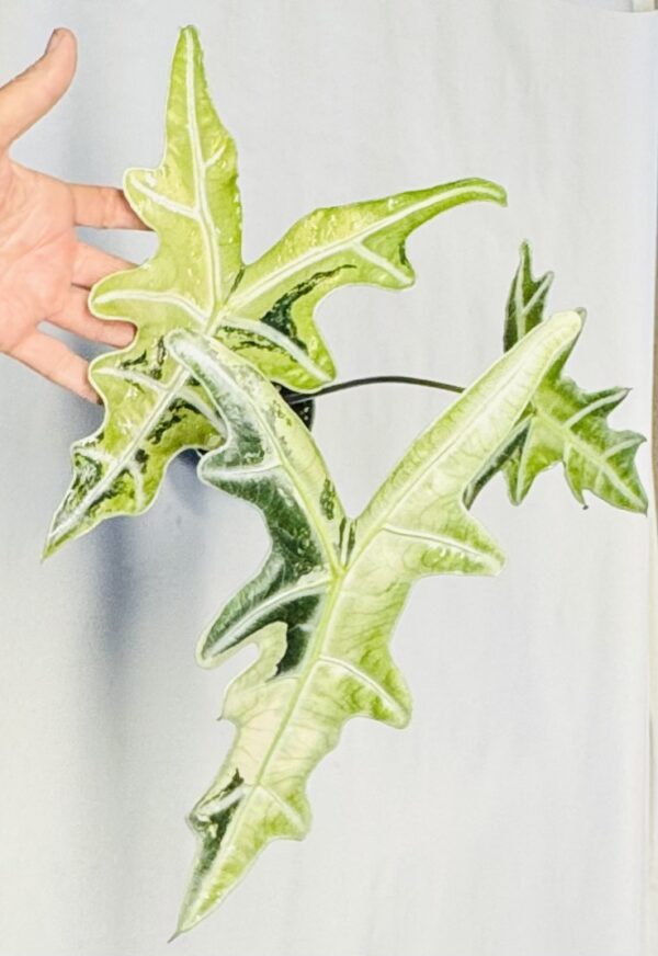 8252 Alocasia sanderiana nobilis variegated