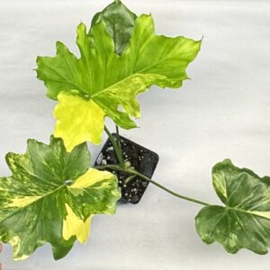 0704 Philodendron selloum variegated