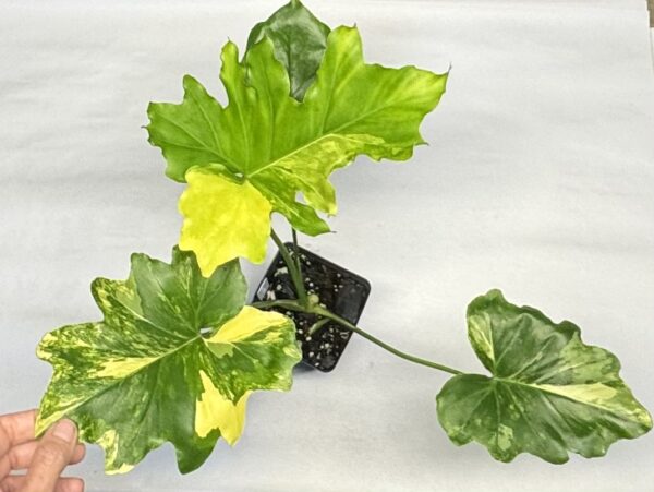0704 Philodendron selloum variegated