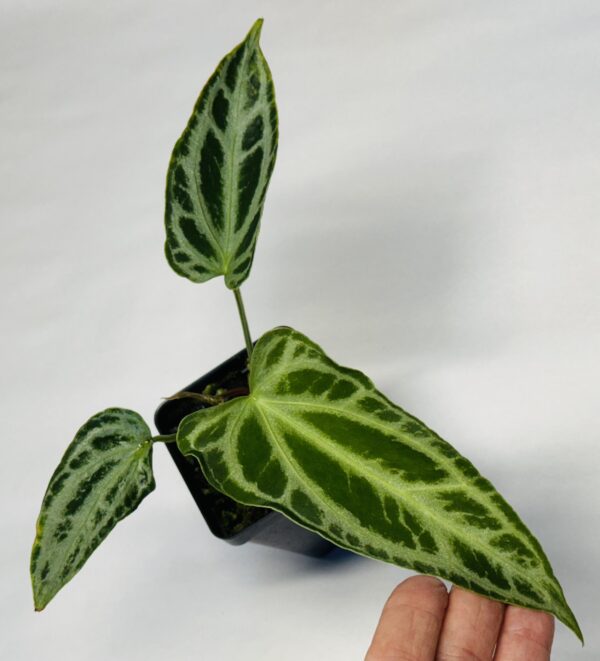 Anthurium Fairchild crystallinum - Image 2