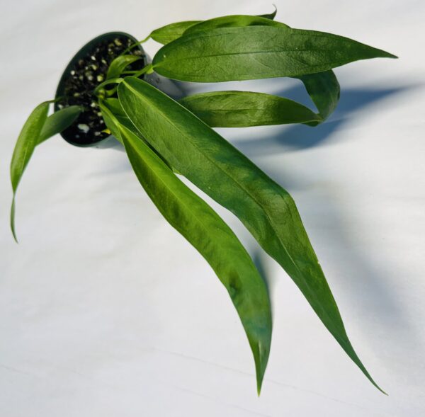 Anthurium wendlingeri seedling - Rio Gloria form - Image 2