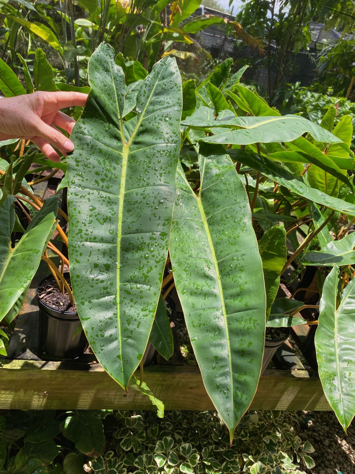 Philodendron billietiae - NSE Tropicals