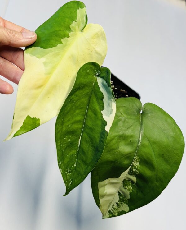 Variegated Syngonium chiapense