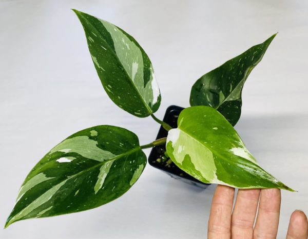 Philodendron 'White Princess'