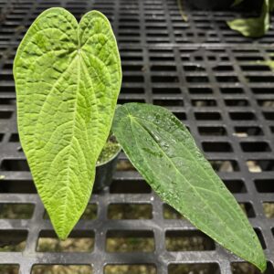 Anthurium rotolanteum