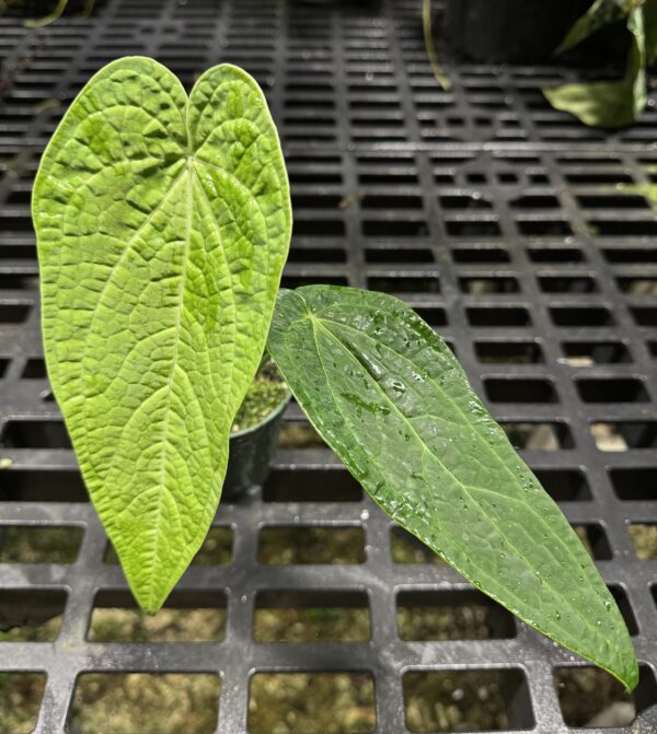 Anthurium rotolanteum
