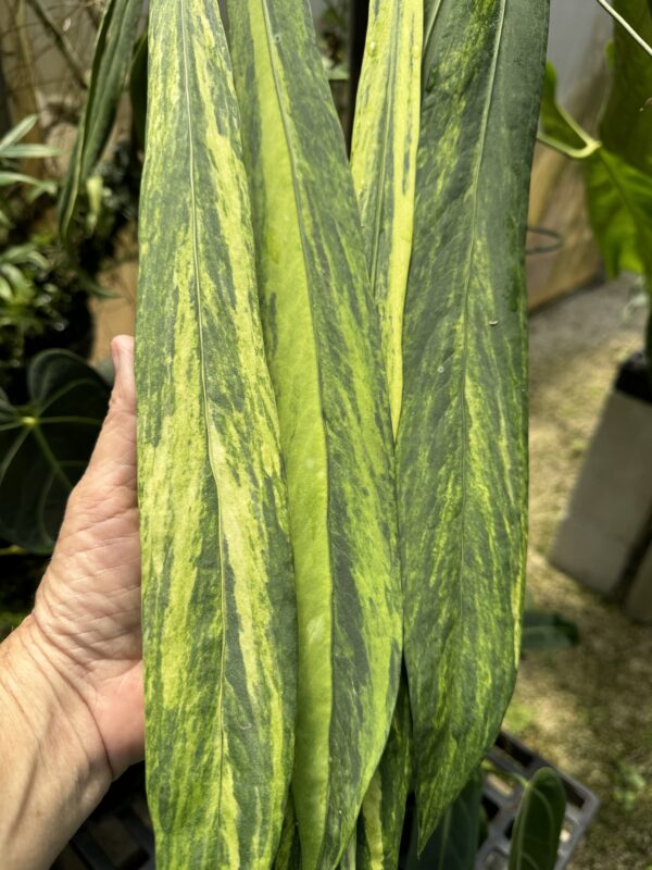 Variegated Anthurium vittariifolium