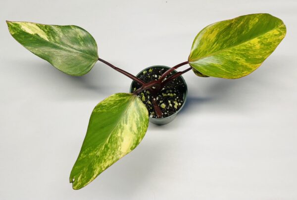 #3 Philodendron Strawberry shake