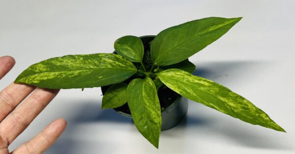 Variegated Anthurium vittariifolium - Image 2