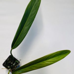 Philodendron bicolor - NSE Tropicals