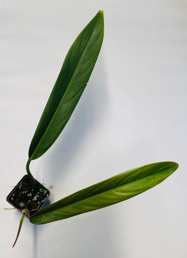 Philodendron bicolor - Image 4