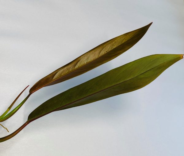 Philodendron bicolor - Image 3