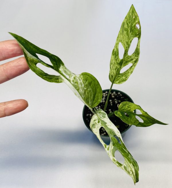 Monstera adansonii Indo mint variegated