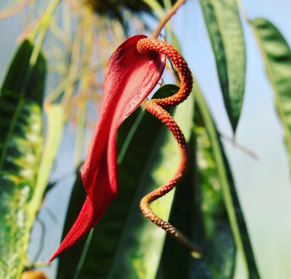 Anthurium wendlingeri x scherzerianum 'Chainsaw' - Image 2