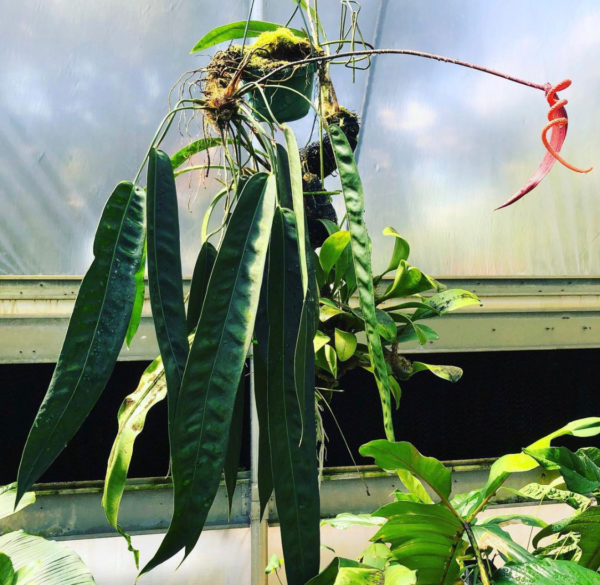 Anthurium wendlingeri x scherzerianum 'Chainsaw' - Image 4