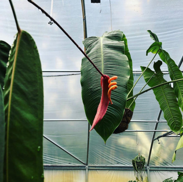 Anthurium wendlingeri x scherzerianum 'Chainsaw' - Image 3