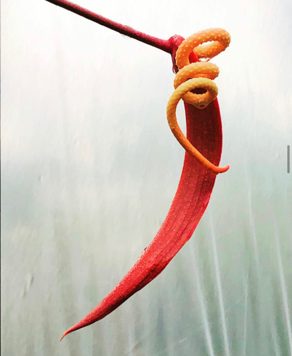 Anthurium wendlingeri x scherzerianum 'Chainsaw'