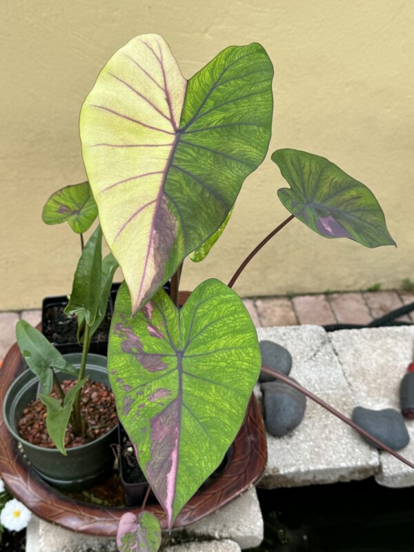 Colocasia 'Phet-pusa' - Image 3