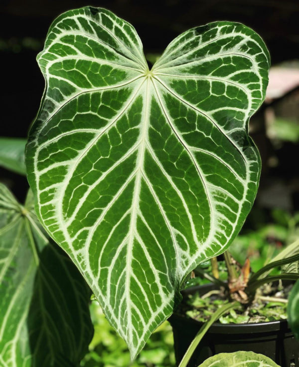 Anthurium Fairchild x NSE red crystallinum - Image 2