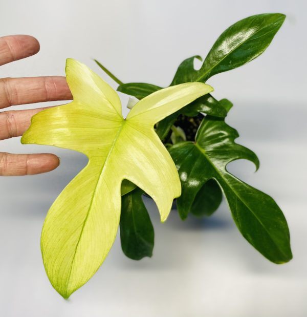 Philodendron 'Florida ghost' - Image 2