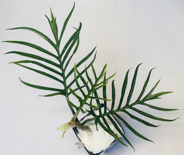Philodendron tortum