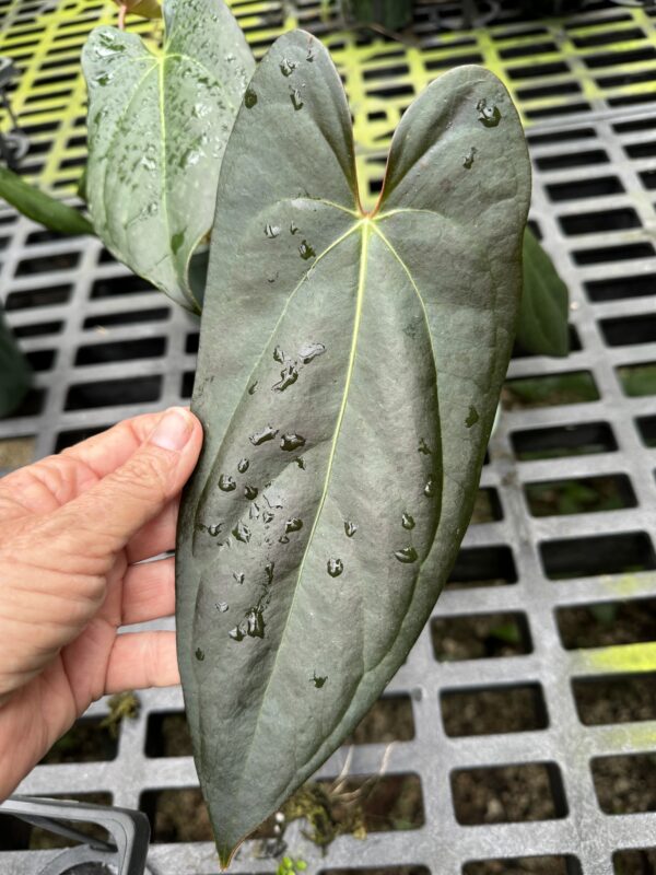 Anthurium nigrolaminum 'Gigi' - Image 2
