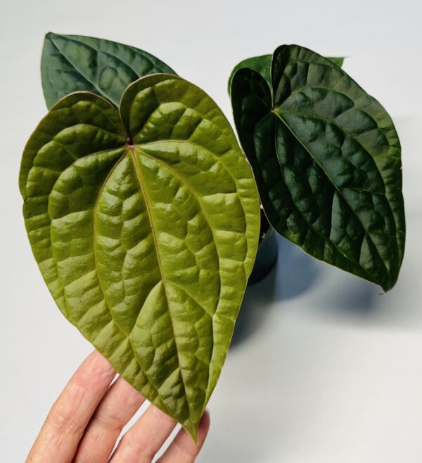 Anthurium Wonderboy x luxurians