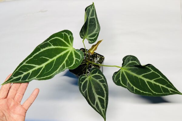 1058 Anthurium Fairchild crystallinum - Image 2