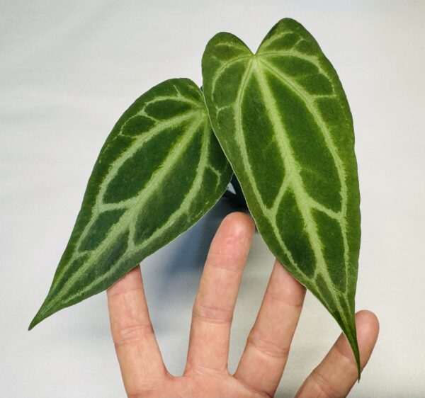 1061 Anthurium Fairchild crystallinum - Image 2
