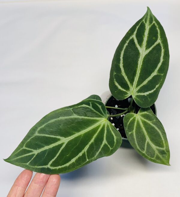 1055 Anthurium Fairchild crystallinum - Image 2