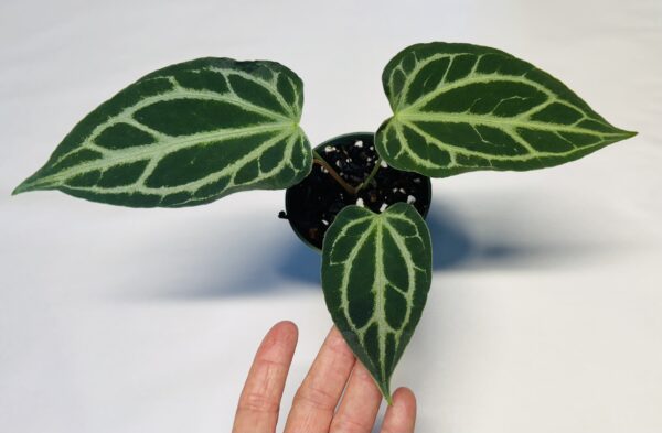 1062 Anthurium Fairchild crystallinum - Image 2