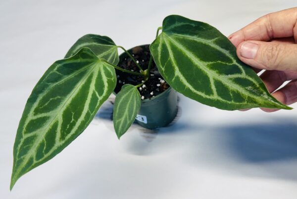 1063 Anthurium Fairchild crystallinum - Image 2