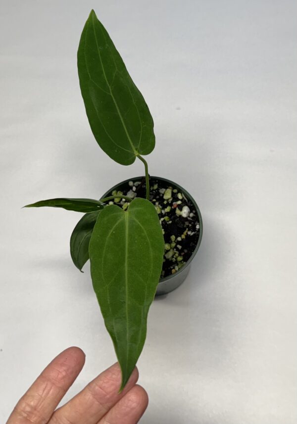 Anthurium 'Dark Mama' - Image 2