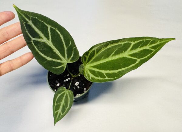 1060 Anthurium Fairchild crystallinum - Image 2