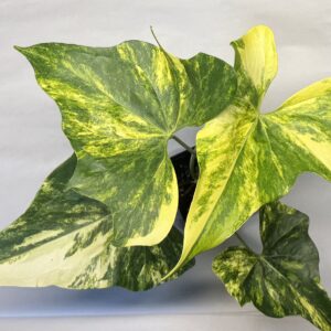 Anthurium pterodactyl variegated