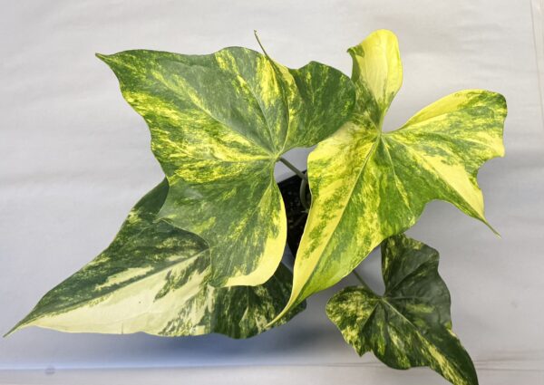 Anthurium pterodactyl variegated