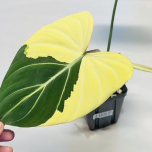 Variegated Philodendron gloriosum OG type 1
