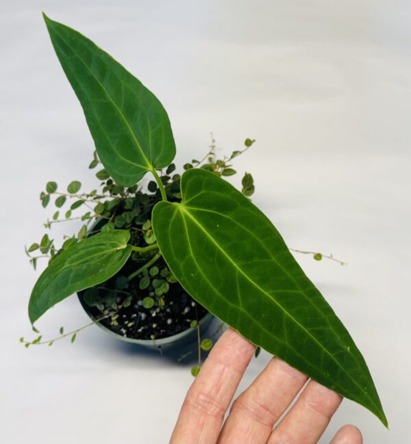 Anthurium 'Dark Mama' - Image 2