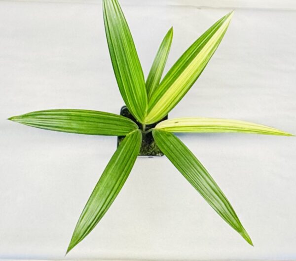 1097 Variegated Red sealing wax palm - Cyrtostachys renda - Image 3