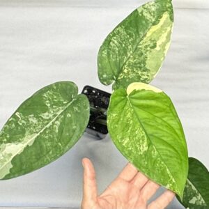 Variegated Syngonium chiapense