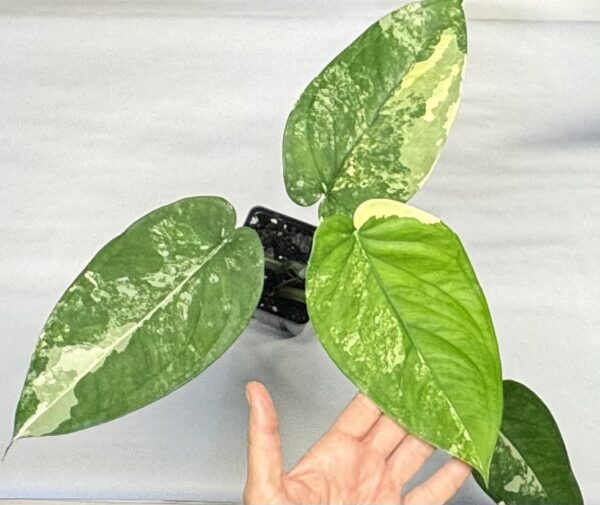 Variegated Syngonium chiapense