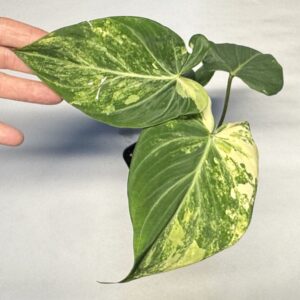 1109 Variegated Philodendron gloriosum type 2