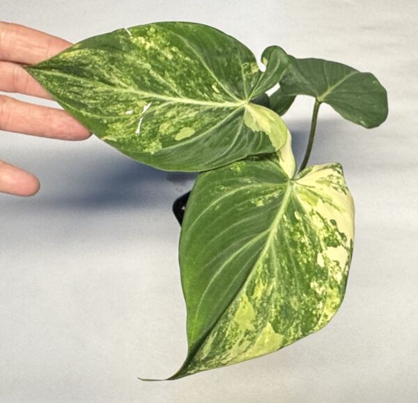 1109 Variegated Philodendron gloriosum type 2