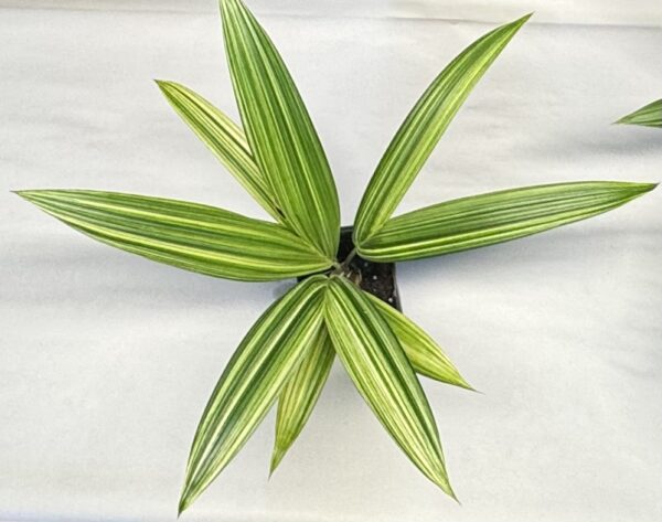 Variegated Red sealing wax palm - Cyrtostachys renda - Image 3