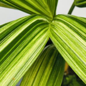 Variegated Red sealing wax palm - Cyrtostachys renda