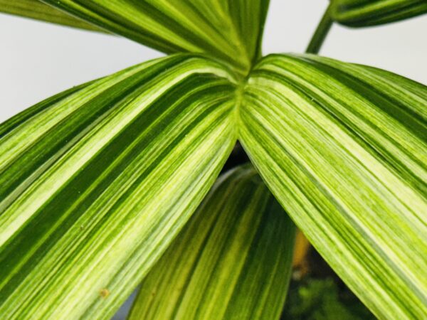 Variegated Red sealing wax palm - Cyrtostachys renda