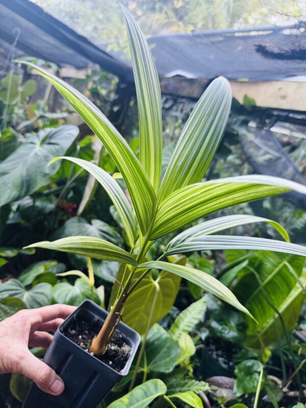 Variegated Red sealing wax palm - Cyrtostachys renda - Image 2
